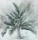 Vintage Banana Tree - Image 2